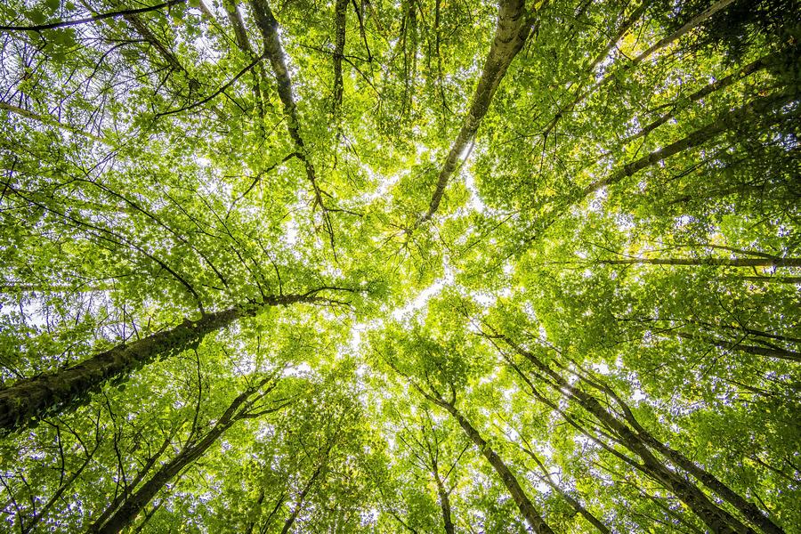 Environmental and Social Impact Assessment (ESIA) Services 